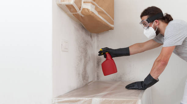 Professional Mold Remediation technician working in Indian River Estates, FL